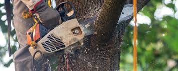 Best Tree Maintenance Programs  in Council Grove, KS