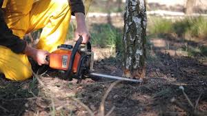 Best Tree Preservation Services  in Council Grove, KS