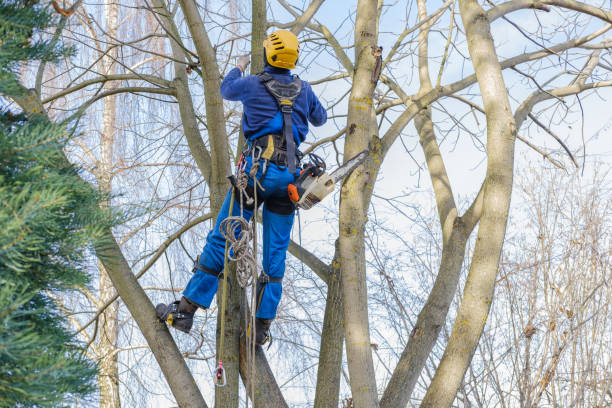 Best Tree Health Inspection  in Council Grove, KS