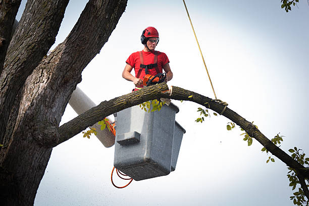 Best Tree Mulching  in Council Grove, KS