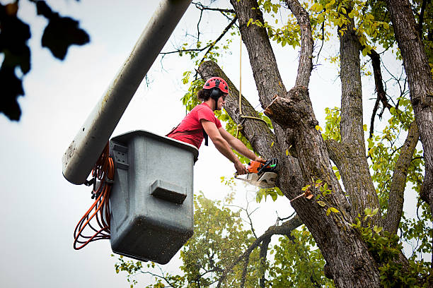 Best Tree Risk Assessment  in Council Grove, KS